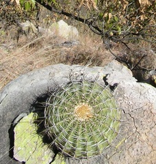 Ferocactus alamosanus