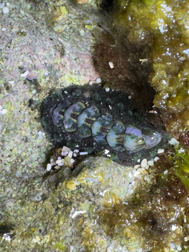 Acanthochitona viridis observed 2026-05-29