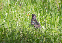 Sturnus vulgaris