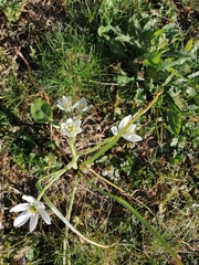 Ornithogalum umbellatum
