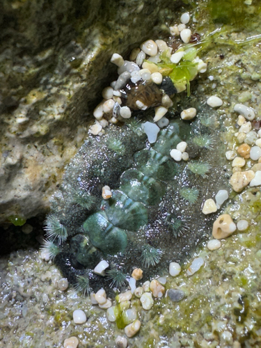 Acanthochitona viridis observed 2026-05-29
