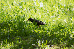 Sturnus vulgaris
