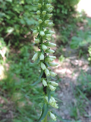 Digitalis micrantha