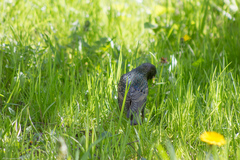 Sturnus vulgaris