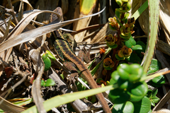 Liolaemus cyanogaster