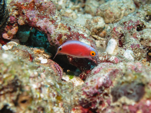 Walindi fairy wrasse (Cirrhilabrus walindi) — Labridae — 2