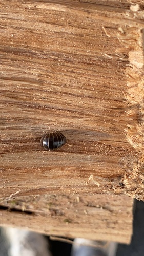 Common Pill Millipede
