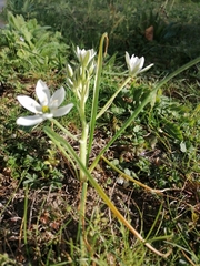 Ornithogalum umbellatum