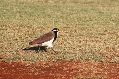 Banded Lapwing (Vanellus tricolor), photo 4