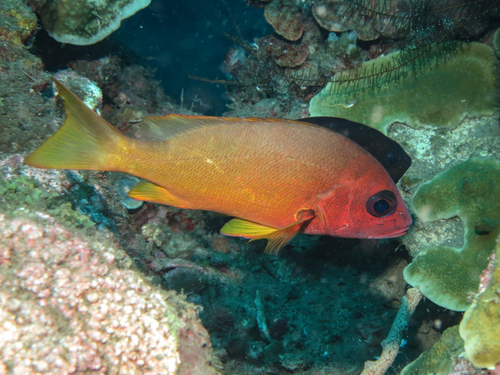 Button snapper (Lutjanus boutton) — Lutjanidae — 4