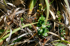 Liolaemus cyanogaster