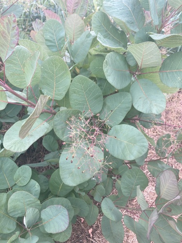 Smokebush