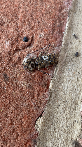 white-clouded longhorn beetle