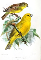 Puna Yellow-Finch photo 3