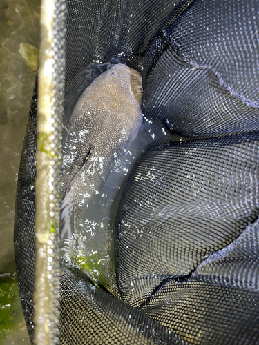 Northern stargazer (Astroscopus guttatus) — Uranoscopidae — 3