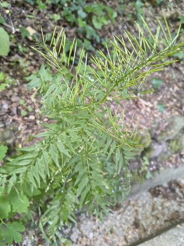 narrow-leaved bittercress