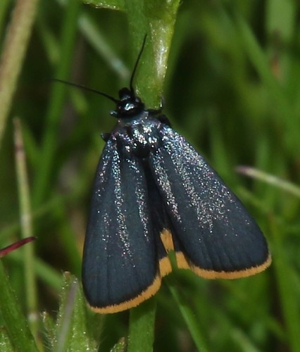 Catastia marginea (Denis & Schiffermüller), 1775