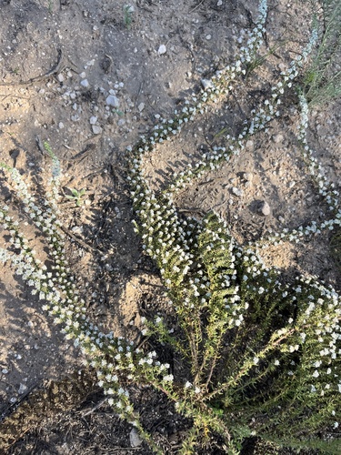 Selago densiflora, photograph 1