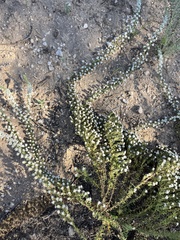 Selago densiflora