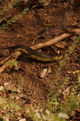 West African Banded Cobra