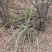 Agave vivipara angustifolia - Photo (c) jpgalvan,  זכויות יוצרים חלקיות (CC BY-NC), הועלה על ידי jpgalvan
