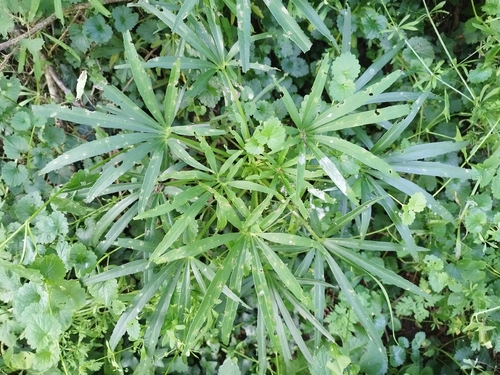 Stinking hellebore