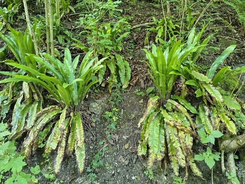 Hart's-tongue fern