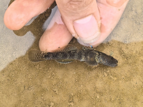 Rhinogobius filamentosus
