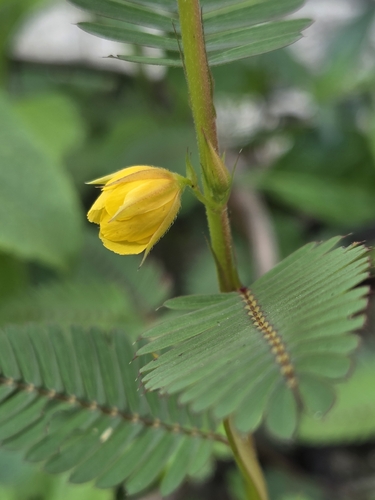 Chamaecrista leschenaultiana observed 2026-05-30