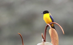 Anisognathus notabilis