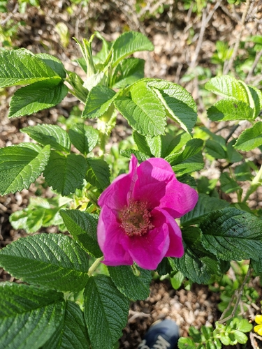 rugosa rose
