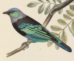 Masked Tanager photo 5