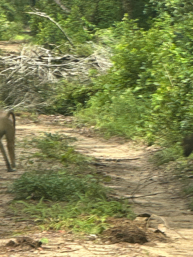 Papio cynocephalus