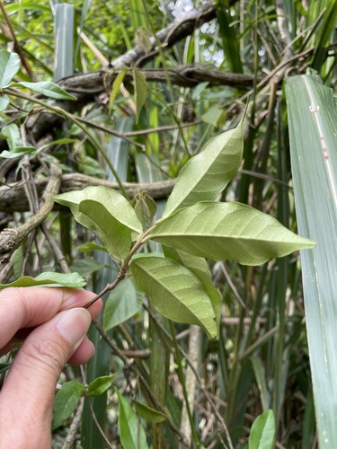 Elaeagnus glabra iNat (2)