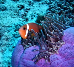 Amphiprion nigripes
