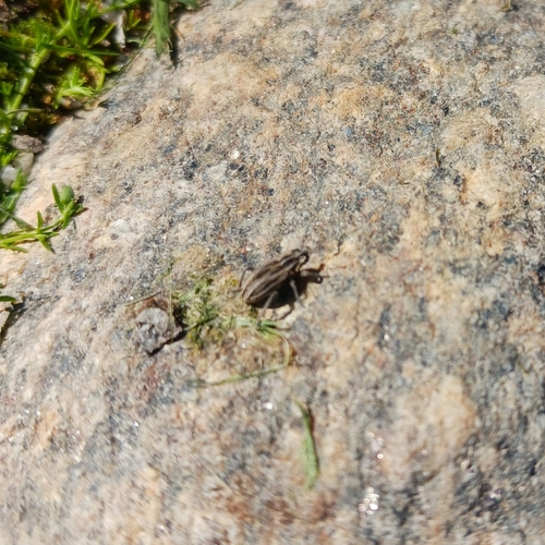 Hypera arator