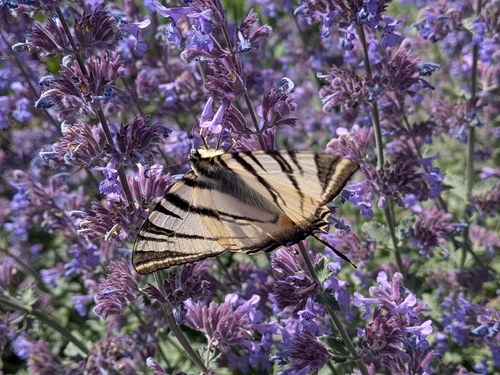 Scarce Swallowtail