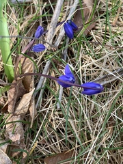 Scilla siberica