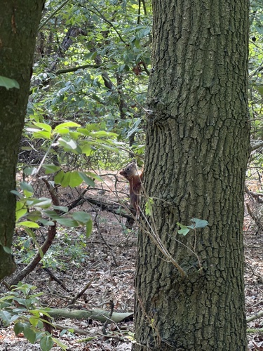 Eurasian Red Squirrel