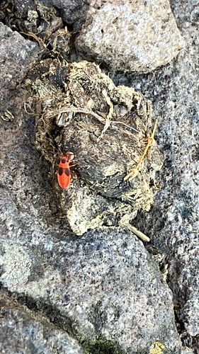 Mediterranean red bug