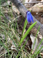 Scilla siberica