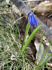 Scilla siberica