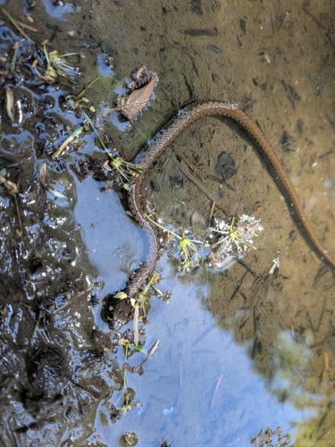 grass snake
