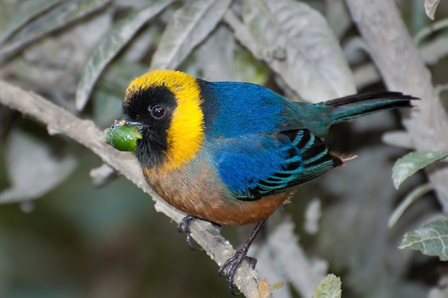 Golden-collared Tanager (Iridosornis jelskii) photo
