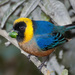 Golden-collared Tanager - Photo (c) Cláudio Dias Timm, some rights reserved (CC BY-NC-SA)