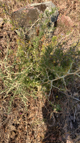 Asparagus albus