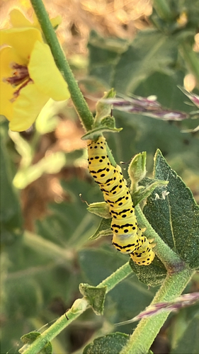 Striped Lychnis