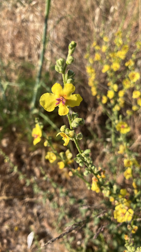 wavyleaf mullein
