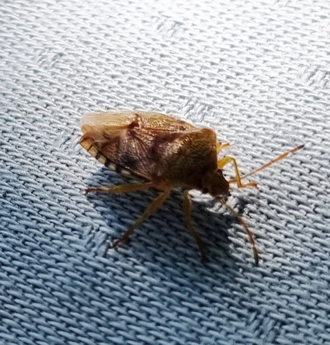 Parent Bug