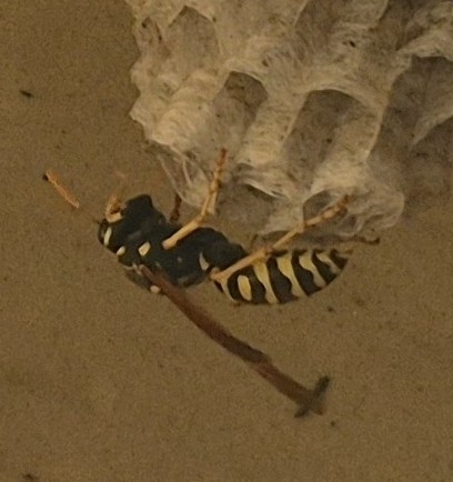 European Paper Wasp